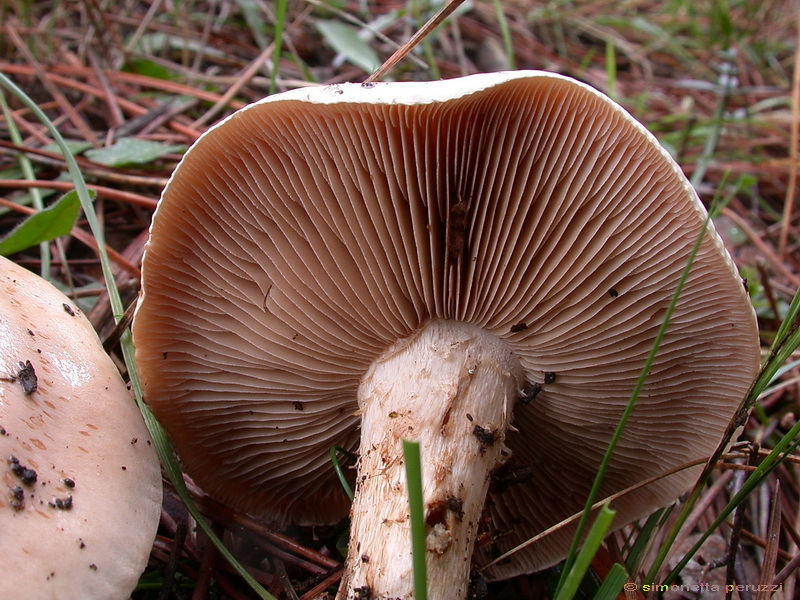 Funghi delle dune e retrodune...